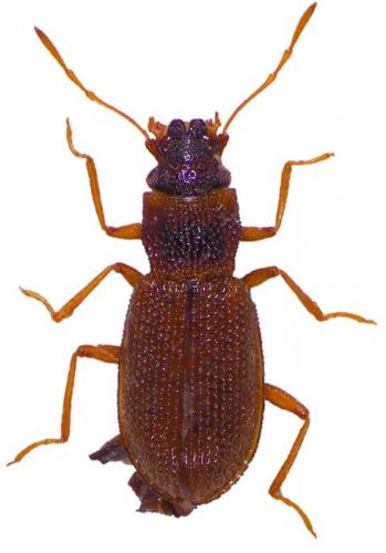 Hydraena testacea